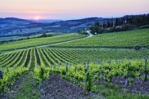 Weinrebenreihen bei Sonnenuntergang in der Toskana, Italien, Europa — Stockfoto