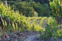 Weinrebenreihen bei Sonnenuntergang in der Toskana, Italien, Europa — Stockfoto
