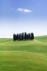 Stand di cipressi in prato ondulato in Toscana, Italia, Europa — Foto stock