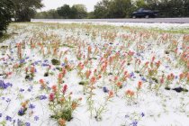 Wildblumen bedeckt durch späten Frühling Schneefall auf der Straße in Marmor fällt, Texas, Vereinigte Staaten — Stockfoto