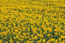 Сфера яскраво-жовтих соняшників, повнокадрового — стокове фото
