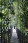 Footbridge in lush and green Costa Rica rain forest — Stock Photo