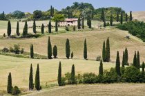 Cipressi su tortuosa strada collinare in Italia, Europa — Foto stock