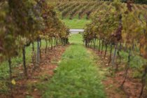 Ряди виноградної лози, що ростуть в Шарлолетт, штат Вірджинія, США — стокове фото