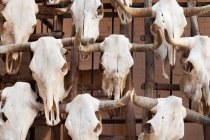Черепи биків з рогами (Санта-Фе, Нью-Мексико, США). — стокове фото