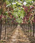 Bando de uvas maduras em vinhas em vinha — Fotografia de Stock