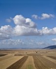 Campo agrícola arborizado em Beit Netofa Valley, Israel — Fotografia de Stock