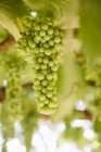 Hanging green grapes, close-up, selective focus — Stock Photo