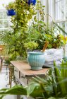 Interno serre con vasi e piante verdi — Foto stock