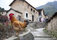 Rooster perched on roadside wall in country of Beijing, China — Stock Photo