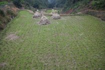 Montones de heno seco en el campo de hierba despejado - foto de stock