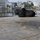 Vaca sagrada no banho em Ghat Udaipur, Rajasthan, Índia — Fotografia de Stock