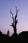 Silhouette eines gespaltenen Baumes in Vukovar, Kroatien — Stockfoto