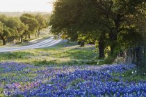 Blue bonnets flowers in field near countryside road — Stock Photo