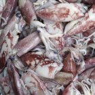 Squids for sale in fish market, full frame — Stock Photo