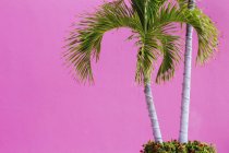 Palm trees on pink wall background — Stock Photo