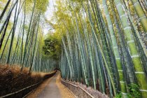 Árvores de bambu alinhado caminho no Japão campo — Fotografia de Stock