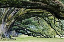 Árvores de crescimento velhas com galhos enormes em Louisiana, EUA — Fotografia de Stock