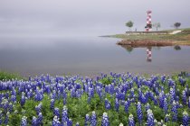 Blue bonnets overlooking beach with lighthouse building — Stock Photo