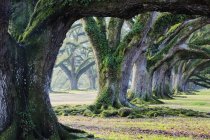 Alberi ricoperti di muschio nei boschi della Louisiana, Stati Uniti — Foto stock