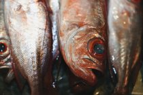 Teste e code di pesce crudo, primo piano — Foto stock