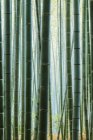 Detail von Bambusstielen im Wald in Kyoto, Japan — Stockfoto