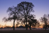 Деревья и забор в вечернем тумане, Луизиана, США — стоковое фото