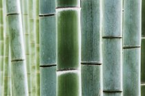 Gros plan de tiges de bambou vert épais dans la forêt traditionnelle de Kyoto, Japon — Photo de stock