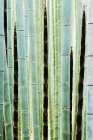 Detalle de tallos de bambú en el bosque en Kyoto, Japón - foto de stock