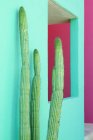 Plantes de cactus à côté du mur coloré — Photo de stock