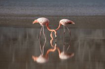 Flamingos birds foraging while reflecting in still lake water — Stock Photo