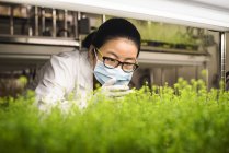 Científico asiático examinando plantas en laboratorio de ciencia - foto de stock