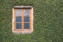 Fenster an mit Efeu bewachsener grüner Hauswand, Vollrahmen — Stockfoto