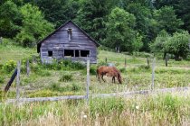 Pastoreo de caballos cerca de granero en campo rural herboso - foto de stock