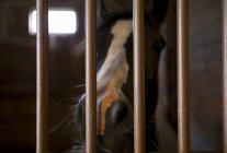 Gros plan du museau de cheval dans la stalle de la ferme — Photo de stock