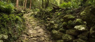 Chemin de terre dans une forêt luxuriante avec des roches couvertes de mousse — Photo de stock