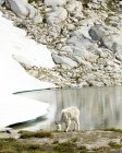 Cabra de montanha pastando em lago imóvel e encosta remota nos EUA — Fotografia de Stock