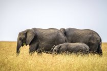 Elefanten und Kälber wandern in Savannenwiesen, Kenia — Stockfoto