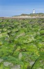Alghe che coprono rocce in spiaggia, Waipapa, Catlins, Nuova Zelanda — Foto stock