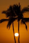 Sol entre siluetas de palmeras, Hawai, EE.UU. - foto de stock