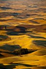 Aerial view of rolling rural landscape, Oakesdale, Steptoe Butte, Washington, United States — Stock Photo