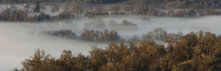 Fog rolling over rural landscape with trees in valley — Stock Photo
