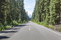 Evergreen trees lining open road, Cascade mountains, Washington , USA — Stock Photo