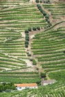 Linhas de vinha, campo e casas de fazenda na paisagem rural — Fotografia de Stock