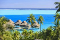 Palme con vista sulla località tropicale, Bora Bora, Polinesia Francese — Foto stock