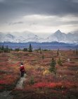 Woman hiking in autumnal meadow near mountains, Denali National Park, Alaska, USA — Stock Photo