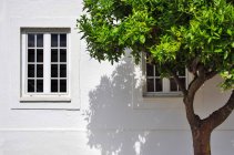Baum wächst vor weißem Haus im Dorf — Stockfoto