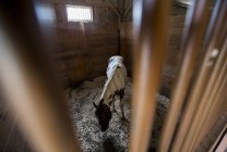 Выпас лошадей на соломе в фермерском киоске — стоковое фото