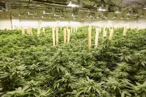 Plantes de cannabis cultivées en serre, médecine et concept de culture légal . — Photo de stock