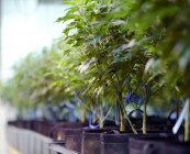 Piante da cannabis che crescono in serra, medicina e concetto di coltivazione legale . — Foto stock